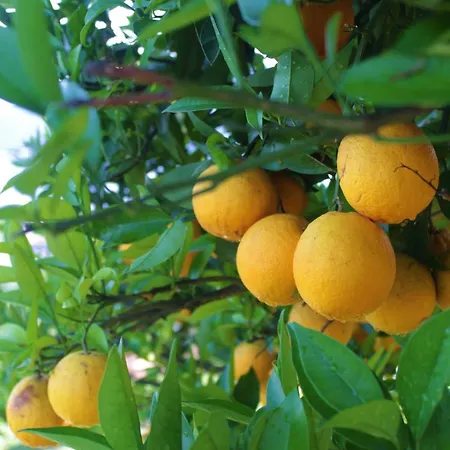 Sole Apartment Verbania