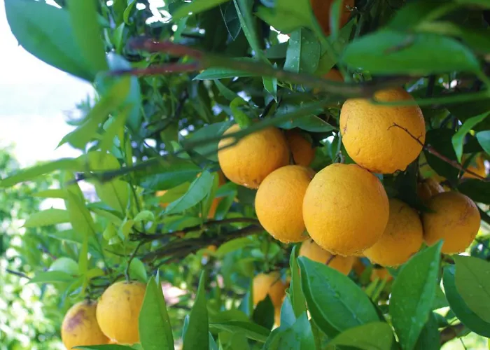 Sole Apartment Verbania