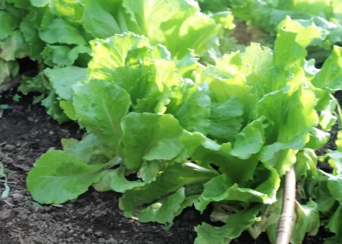 Apartment Sole Verbania